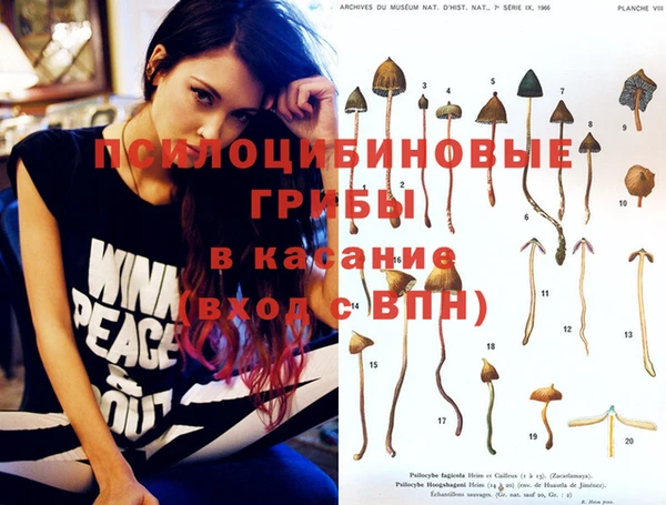 гашик Зеленокумск